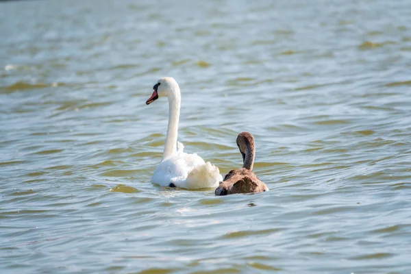 Mykkä Naisjoutsen Cygnus Olor Uimassa Järvellä Vastasyntyneiden Sygnettien Kanssa Valkoinen — kuvapankkivalokuva