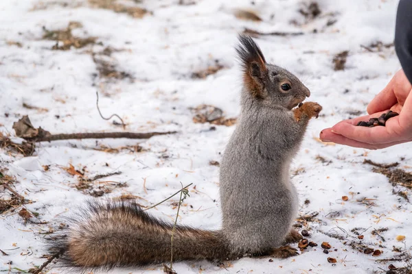 Eekhoorn Winter Eet Noten Uit Hand Van Een Man Zorg — Stockfoto