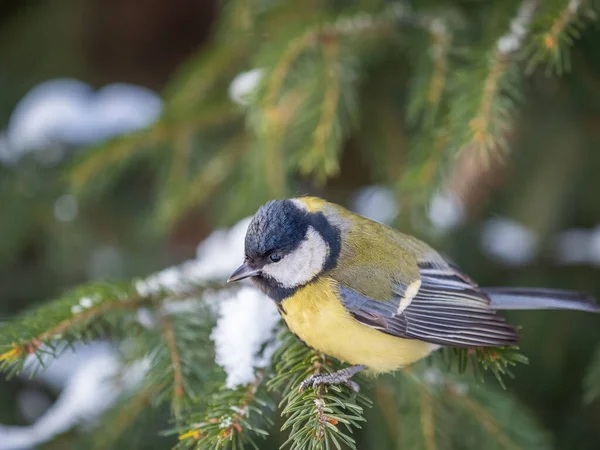 Cute Bird Great Tit Songbird Sitting Fir Branch Snow Winter — Stockfoto