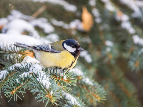 Cute Bird Great Tit Songbird Sitting Fir Branch Snow Winter — стоковое фото