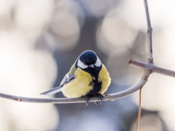 Cute Bird Great Tit Songbird Sitting Branch Leaves Autumn Winter ロイヤリティフリーのストック写真