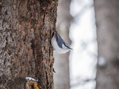 Avrasya tımarhanesi ya da ahşap tımarhanesi. Sitta europaea, kışın karlı bir ağaç gövdesinde oturuyor. Siyah gözlü turuncu renkli küçük bir kuş..