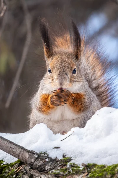 Squirrel Winter Sits Tree Trunk Snow Eurasian Red Squirrel Sciurus — Stockfoto