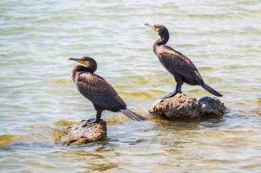 İki büyük karabatak, deniz kıyısındaki bir taşın üzerinde duran Phalacrocorax karbonhidrat. Büyük karabatak, Phalacrocorax karbonhidrat, büyük siyah karabatak, ya da siyah sevişme olarak bilinir..