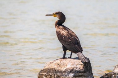 Deniz kıyısındaki bir taşın üzerinde duran büyük karabatak, Phalacrocorax karbonhidrat. Büyük karabatak, Phalacrocorax karbonhidrat, büyük siyah karabatak, ya da siyah sevişme olarak bilinir..