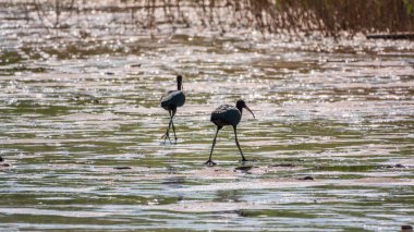Bir çift parlak aynak, latin adı Plegadis falcinellus, sığ gölde yiyecek arıyor. Gölün kıyısındaki suda kahverengi bir Ibis duruyor..