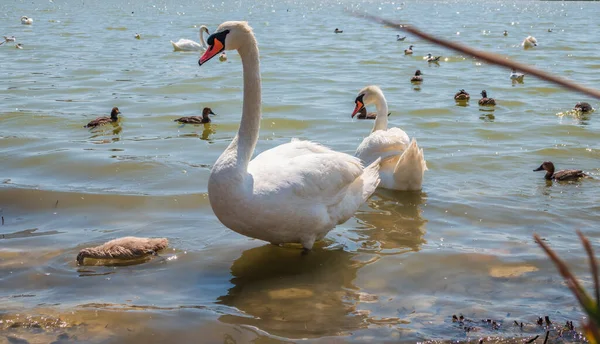 Пара Немых Лебедей Цветущая Лебедь Плавает Озере Новорожденными Кигнетами Белые — стоковое фото
