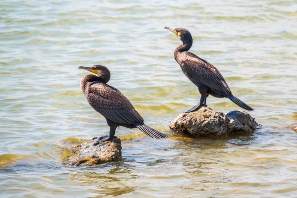 Dva Velcí Kormoráni Phalacrocorax Carbo Stojí Kameni Mořském Břehu Velký — Stock fotografie