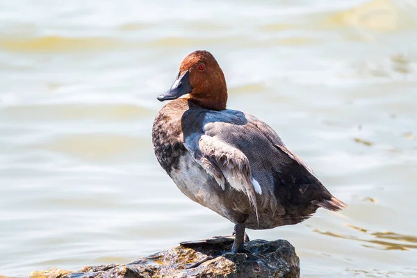 Beautiful Duck Orange Head Common Pochard Male Aythya Ferina Standing — Stock Photo, Image