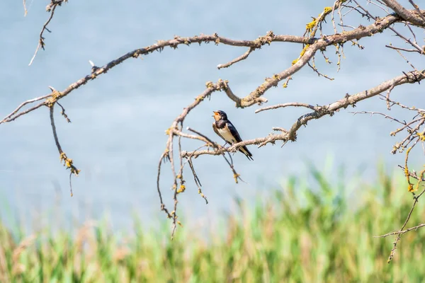 Scheunenschwalbe Hirundo Rustica Ruht Auf Einem Trockenen Zweig Eines Baumes — Stockfoto
