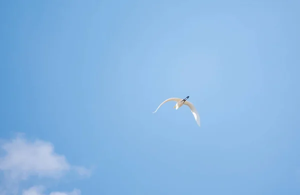 Uçarken Küçük Balıkçıl Küçük Balıkçıl Latin Egretta Garzetta — Stok fotoğraf