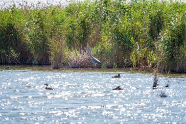 Gri balıkçıl gölde duruyor. Gri balıkçıl Ardea Cinerea sığ sulardaki balıklara bakıyor