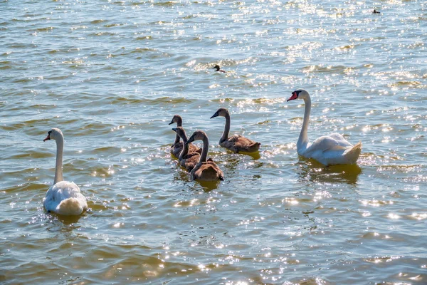 이새로 태어난 이공들 호수에서 헤엄치고 백조와 새끼들 스완은 새끼를 합니다 — 스톡 사진