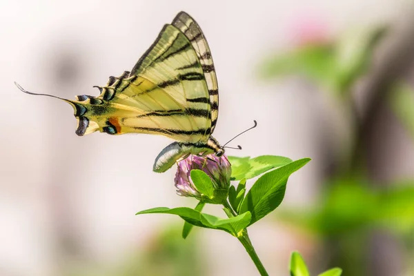 Borboleta Bonita Scarce Swallowtail Vela Swallowtail Pear Árvore Swallowtail Podalirius — Fotografia de Stock