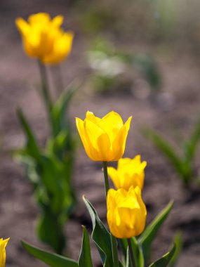 Renkli sarı laleler baharda çiçek açar. Doğal bahar arkaplanı.
