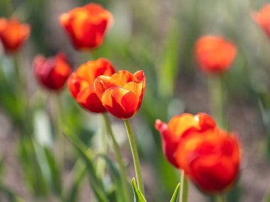 Baharda renkli kırmızı laleler çiçek açar. Doğal bahar arkaplanı.