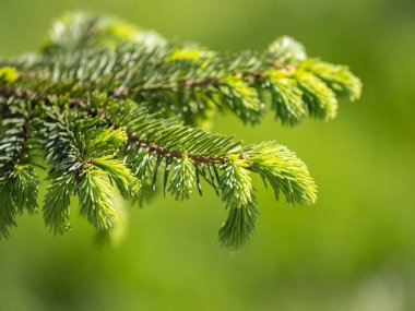 Baharda filizlenmiş fidan dalları. Baharda genç yeşil ladin filizleri. Yeşil arka planda ladin dalları. Bahar ormanlarında dalda yetişen köknar ağacı filizleri.