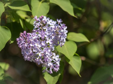 Baharda pembe çiçek açan leylak çiçekleri. Bahar leylak çiçekli dallar
