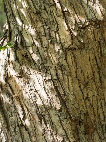 Yaşlı Bir Elma Ağacının Kabuğunun Dokusu Detaylı Ağaç Kabuğu Dokusu — Stok fotoğraf