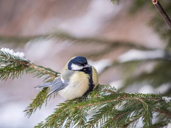 Cute Bird Great Tit Songbird Sitting Fir Branch Snow Winter — Foto de Stock