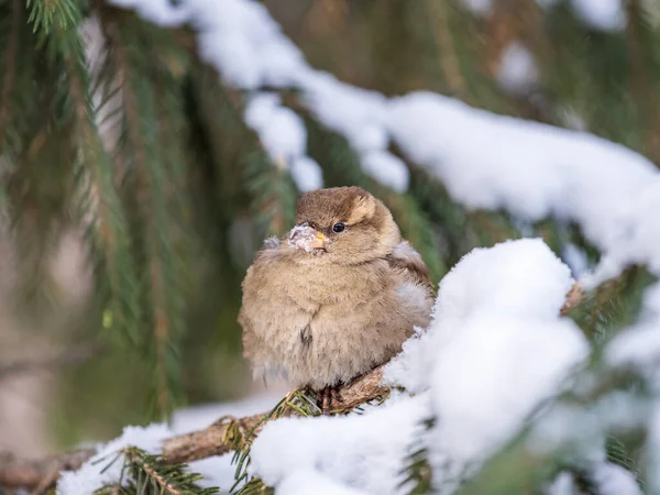 Sparrow Gün Batımında Bir Köknar Dalında Oturuyor Sonbaharda Kışın Kar — Stok fotoğraf