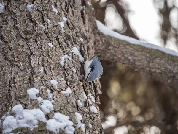 Nuthatch Eurasiano Nuthatch Madeira Lat Sitta Europaea Sentado Tronco Árvore — Fotografia de Stock