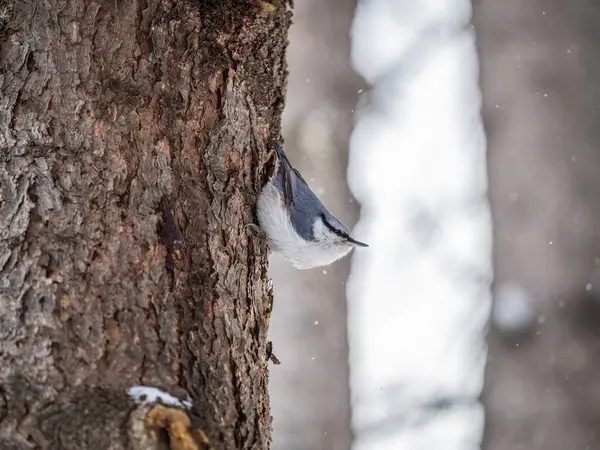 Euroasijské Nuthatch Nebo Dřevo Nuthatch Lat Sitta Europaea Sedí Kmeni — Stock fotografie