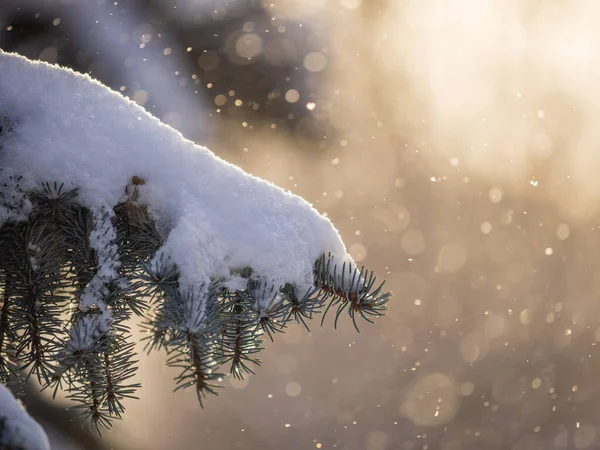 Πράσινα Κλαδιά Ελάτης Χειμώνα Καλυμμένα Χιόνι Δέντρα Από Έλατο Φόντο — Φωτογραφία Αρχείου