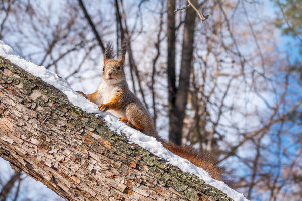 Squirrel in winter sits on a tree trunk with snow. Eurasian red squirrel, Sciurus vulgaris, sitting on branch covered in snow in winter.