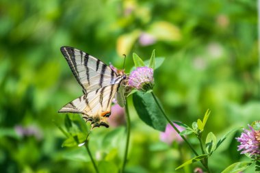 Güzel Kelebek Kırlangıç Kuyruğu, Yılan Kuyruğu, Armut Ağacı Kırlangıç, Podalirius. Kelebek yelkenli Papilionidae familyasından. Latince Iphiclides podaliriu. Kelebek çiçekten nektar toplar