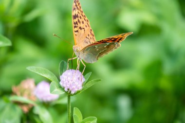 Koyu yeşil sürmeli kelebek çiçeğin nektarını toplar. Speyeria aglaja, Nymphalidae familyasından bir kelebek türü..