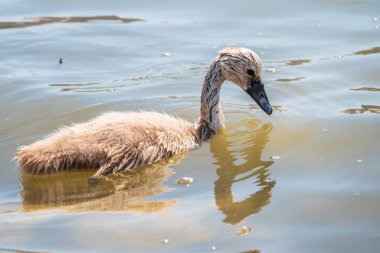 Güzel bebek cygnet dilsiz kuğu pofuduk gri ve beyaz piliçler. İlkbahar havuzda yeni doğan vahşi kuğular. Gölde yüzen genç kuğular. Güzel pofuduk, yumuşak ve gri cygnets çok sevimli görünüyor..