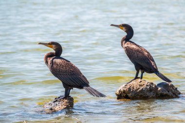 İki büyük karabatak, deniz kıyısındaki bir taşın üzerinde duran Phalacrocorax karbonhidrat. Büyük karabatak, Phalacrocorax karbonhidrat, büyük siyah karabatak, ya da siyah sevişme olarak bilinir..