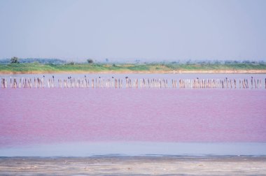 Pembe suyu olan güzel bir tuz gölü. Yaz günü pembe gölün güzel manzarası
