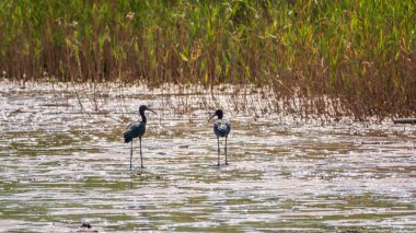Bir çift parlak aynak, latin adı Plegadis falcinellus, sığ gölde yiyecek arıyor. Gölün kıyısındaki suda kahverengi bir Ibis duruyor..