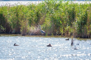 Gri balıkçıl gölde duruyor. Gri balıkçıl Ardea Cinerea sığ sulardaki balıklara bakıyor