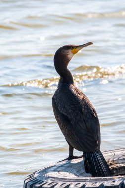 Büyük karabatak, Phalacrocorax karbonhidrat, gölün kıyısındaki eski bir lastiğin üzerinde duruyor. Büyük karabatak, Phalacrocorax karbonhidrat, büyük siyah karabatak, ya da siyah sevişme olarak bilinir..