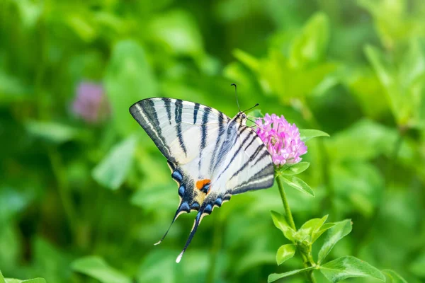 Borboleta Bonita Scarce Swallowtail Vela Swallowtail Pear Árvore Swallowtail Podalirius — Fotografia de Stock