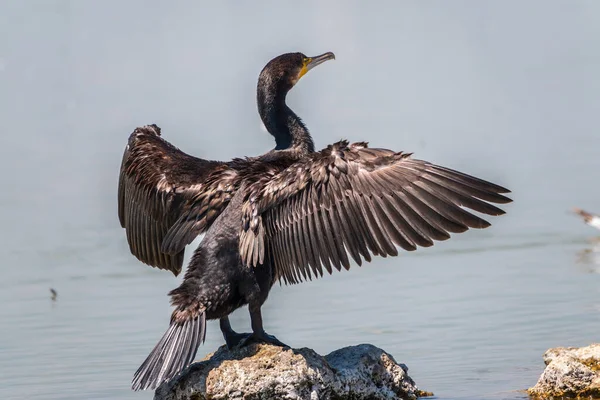 Büyük karabatak, Phalacrocorax karbonhidrat taşın üzerinde oturur ve kanatlarını rüzgarda kurutur. Büyük karabatak, Phalacrocorax karbonhidrat, büyük siyah karabatak, ya da siyah sevişme olarak bilinir..