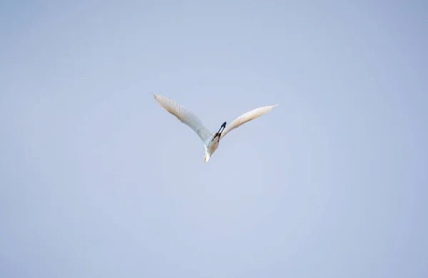 Pequeno Egret Voo Garça Branca Pequena Lat Egretta Garzetta — Fotografia de Stock