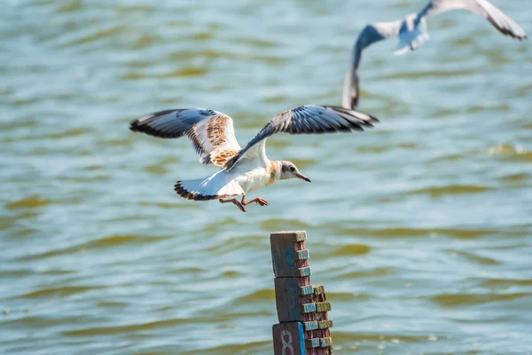 Juvenile Bird Black Headed Gull Sits Lake Shore Black Headed — Stock Photo, Image