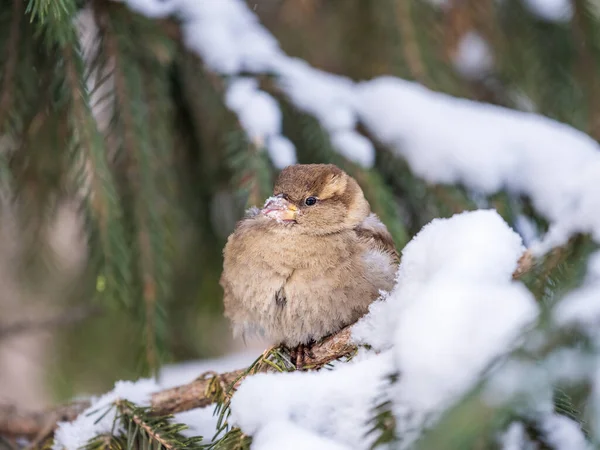 Sparrow Zit Een Dennentak Bij Zonsondergang Sparrow Een Tak Met — Stockfoto