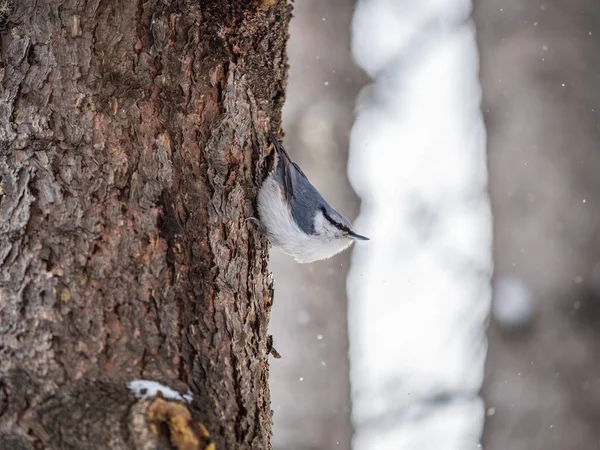 Eurasian Nuthatch Wood Nuthatch Lat Sitta Europaea Sitting Tree Trunk — Stock Fotó