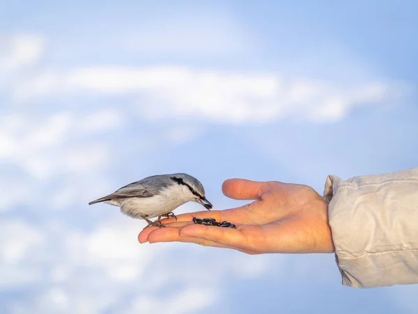 Eurázsiai Nuthatch Pálmából Eszi Magokat Éhes Madárfa Nünudli Eszik Magokat — Stock Fotó