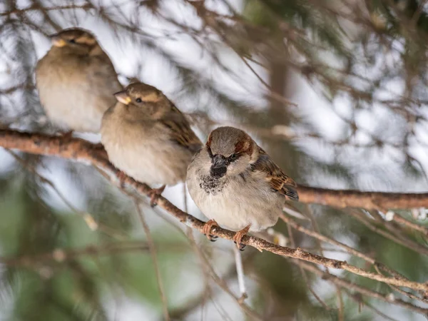 Trei Sparrows Stă Ramură Brad Sparrows Ramură Toamnă Sau Iarnă — Fotografie, imagine de stoc