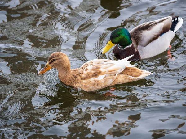 Gelbfarbenes Stockenten Weibchen Schwimmt Teich Tierische Polymorphie Porträt Eines Entenweibchens — Stockfoto
