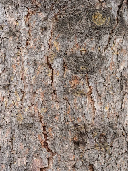 Rindenstruktur Und Hintergrund Eines Alten Tannenstammes Detaillierte Rindenstruktur — Stockfoto