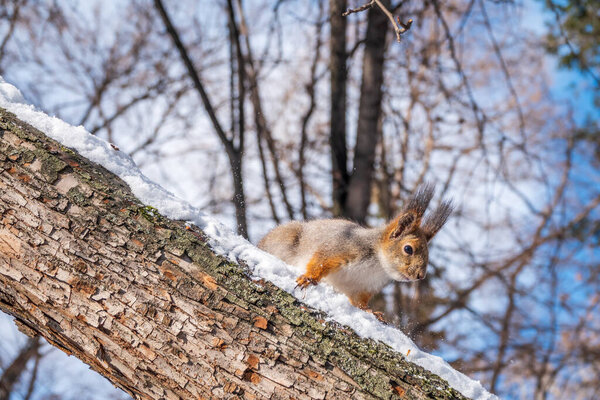 Squirrel in winter sits on a tree trunk with snow. Eurasian red squirrel, Sciurus vulgaris, sitting on branch covered in snow in winter.
