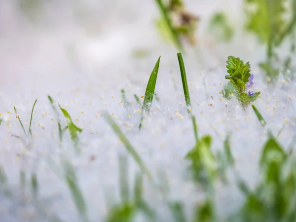 White Poplar Fluff Lies Green Grass Concept Poplar Allergy Grass — Stock Photo, Image