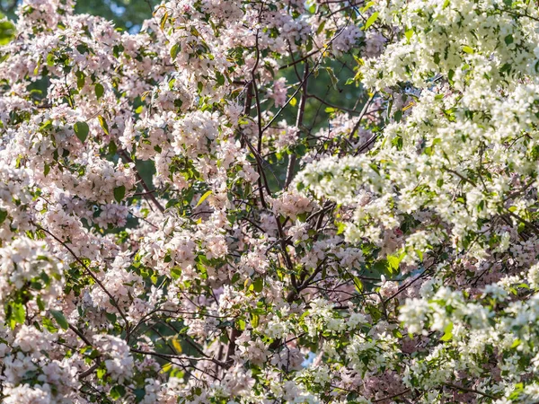 Bílé Kvetoucí Jabloně Bílé Květy Jabloně Jarní Sezóna Jarní Barvy — Stock fotografie